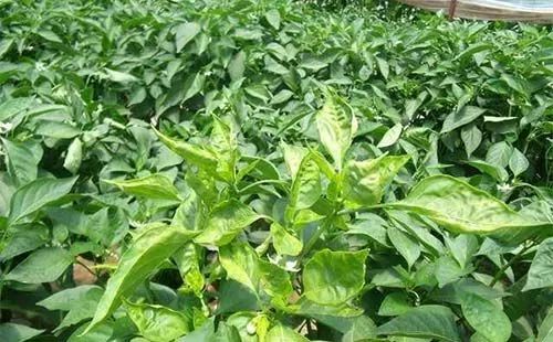 防治细菌真菌哪种杀菌剂最强,能杀灭所有真菌的杀菌剂