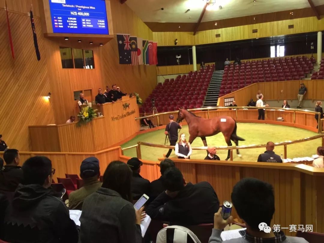 「买马」莱德旗下赛驹拍出高价，中国马主团豪砸重金购入佳驷，新西兰卡拉卡两岁受训马拍卖会隆重开槌