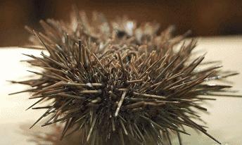 武汉十大好吃的火锅店,武汉只有一家的火锅店