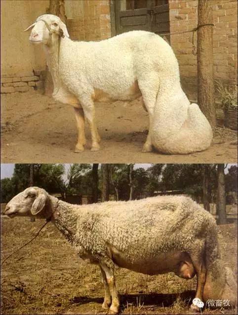 现在羊的品种最好的是什么品种,羊品种大全