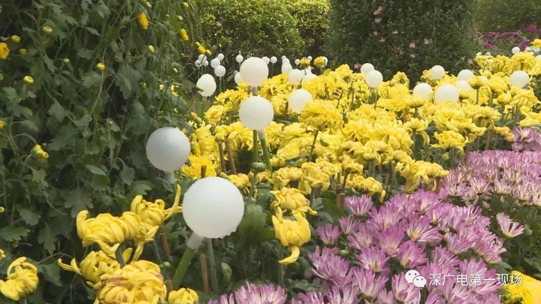深圳东湖公园菊花展结束,深圳东湖公园菊花展延期