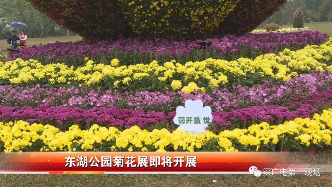 深圳东湖公园菊花展结束,深圳东湖公园菊花展延期