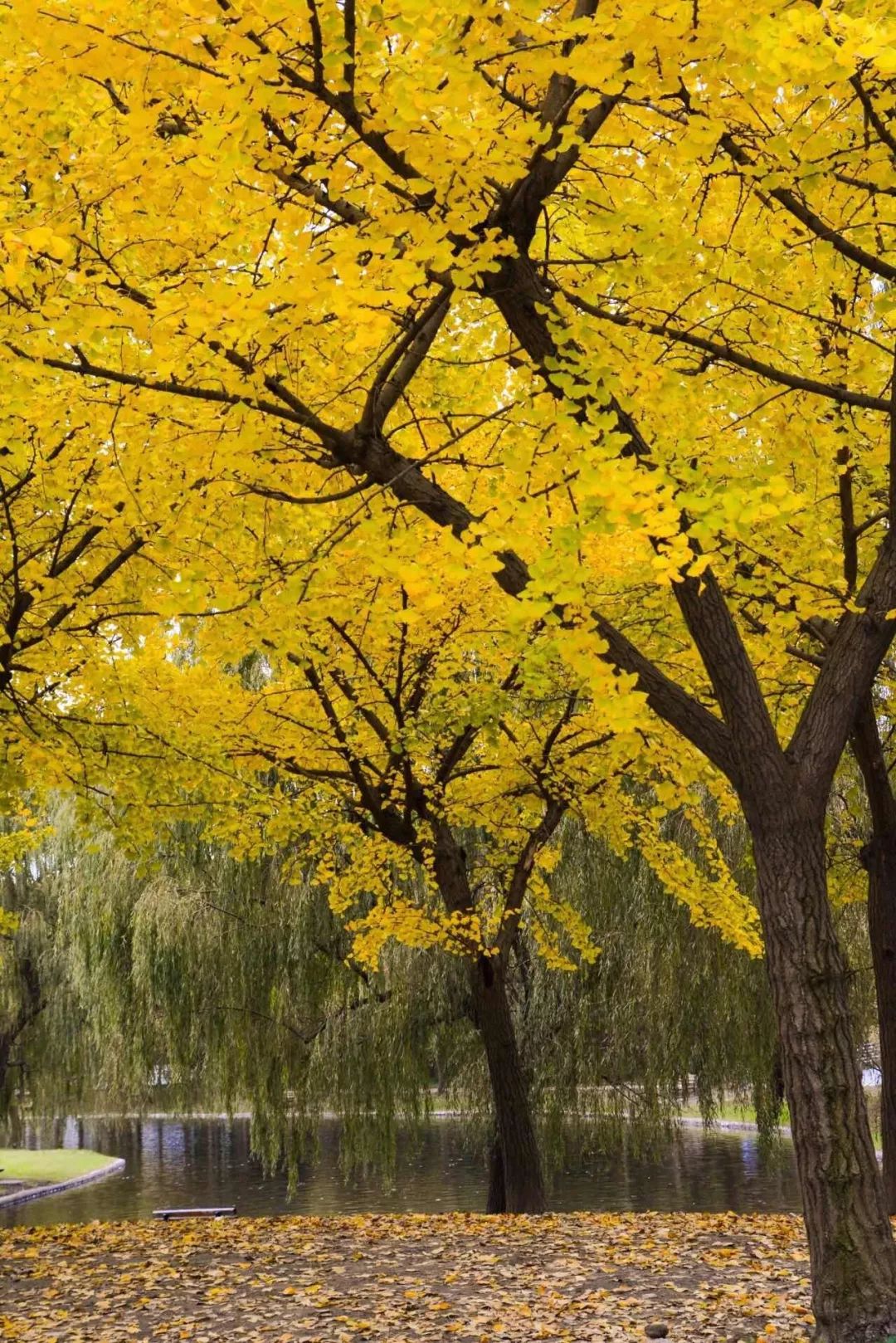 满城尽带黄金甲取景地图片,满城尽带黄金甲震撼场景