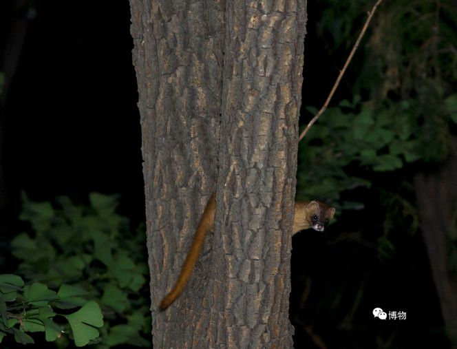 黄大仙很灵性,听说过黄大仙的故事