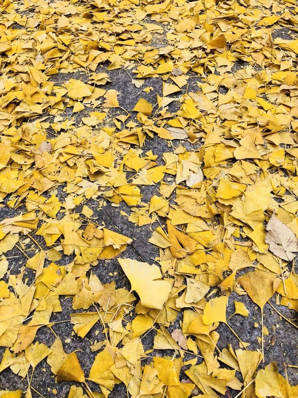 银杏打卡景点,成都周边打卡最美银杏观赏地