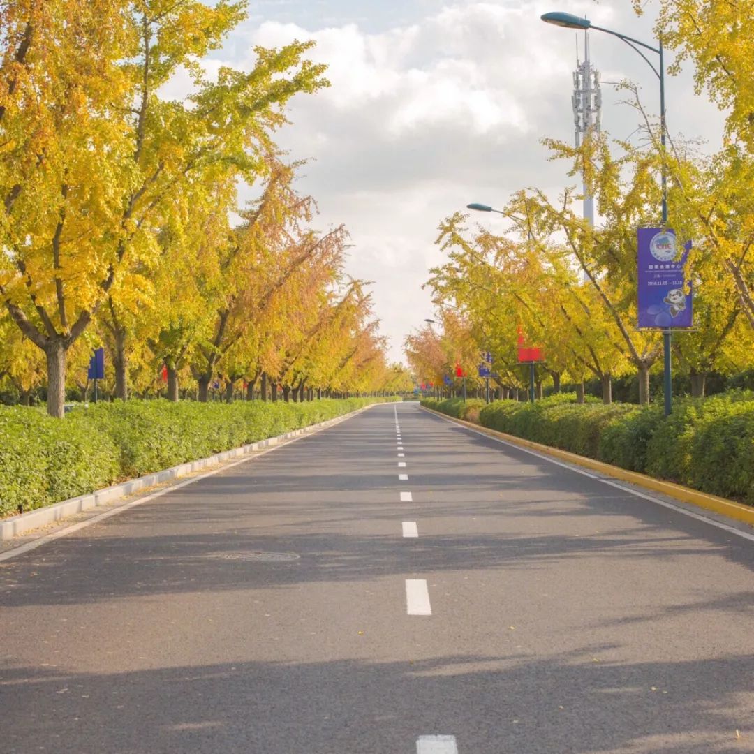 银杏打卡景点,成都周边打卡最美银杏观赏地