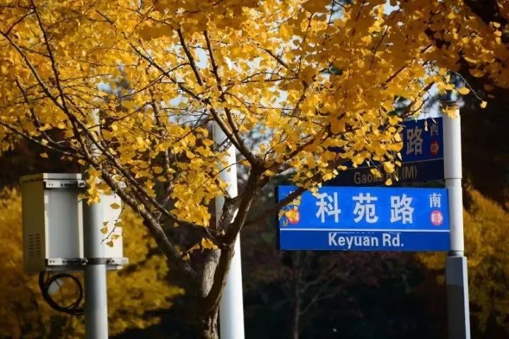 银杏打卡景点,成都周边打卡最美银杏观赏地