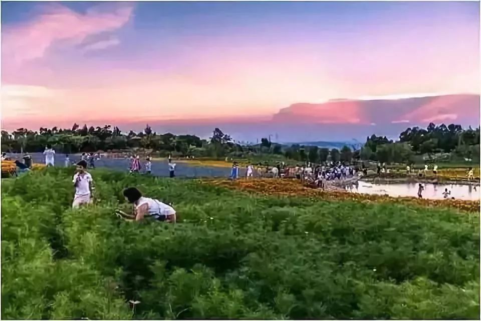 厦门夜景最美公园排名前十的地方,厦门公园美景视频