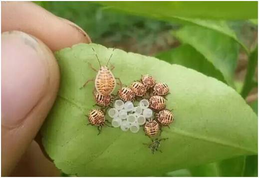 秋梢如何防治病虫害,注意秋梢之后的防落果管理