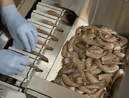 去虾头、开虾背、撕虾壳，剥虾仁的流水线长这样