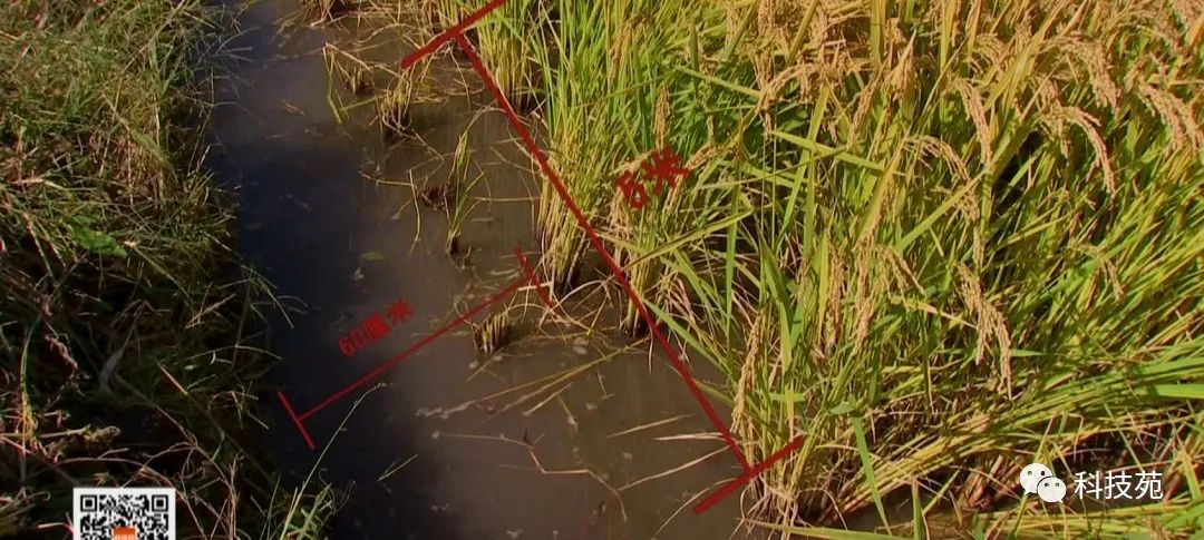 稻田吃活鱼,稻田里吃稻花鱼