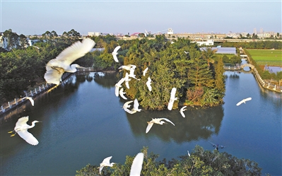 东莞有鸟天堂吗,东莞鸟的天堂
