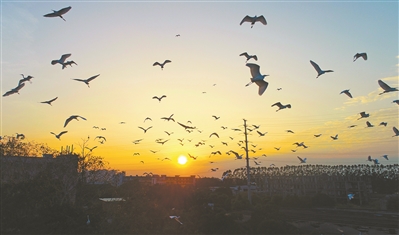 东莞有鸟天堂吗,东莞鸟的天堂