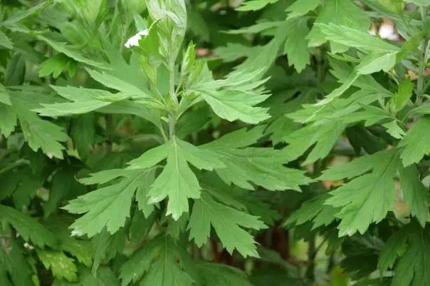 益母草女性健康,妇女之友益母草功效