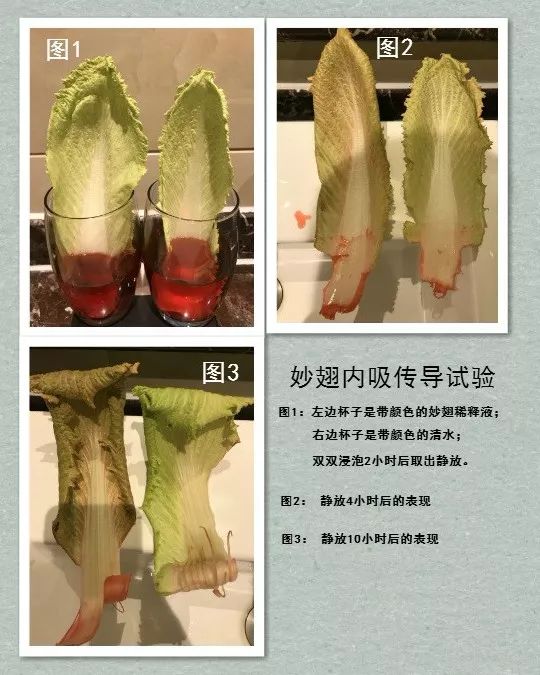 植保技术革命！有机硅、精油、有机氟等，谁将主宰500亿农业助剂市场？
