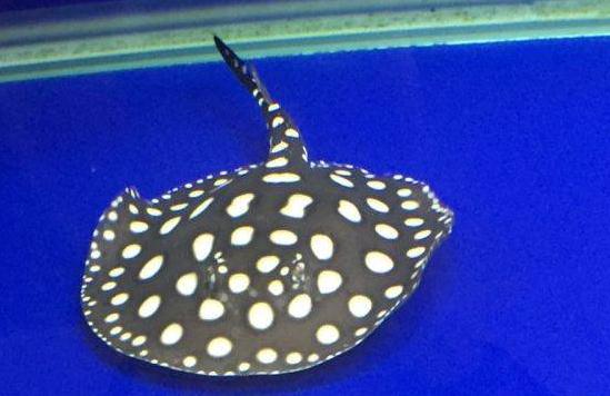 顶级魟鱼,世界顶级魟鱼