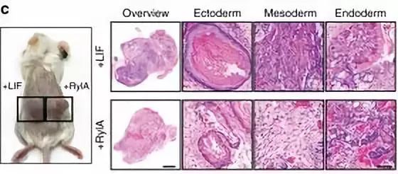 蜂王浆的神奇故事,蜂王浆神奇的吃法