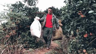 勐糯橙子又香又甜价格实惠,橙子很甜价格实惠