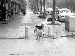 单车随地停放怎么处罚,单车摆放不整齐