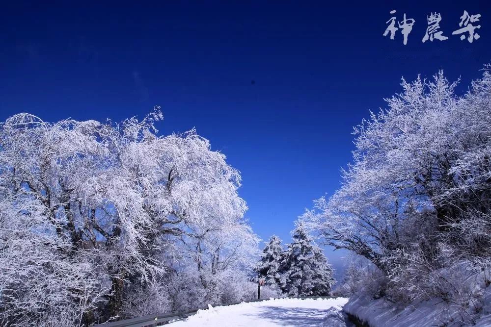 神农架国际滑雪场今日雪况,神农架滑雪场周末攻略