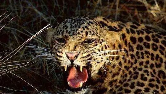 咬合力最小的恐龙是什么龙,恐龙中最大最厉害的恐龙是什么