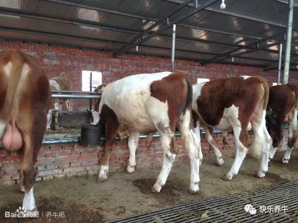 养牛漏粪板成功案例,养牛铸铁漏粪板