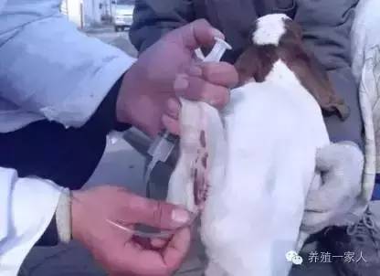 手把手教如何给羊注射药图文详解?