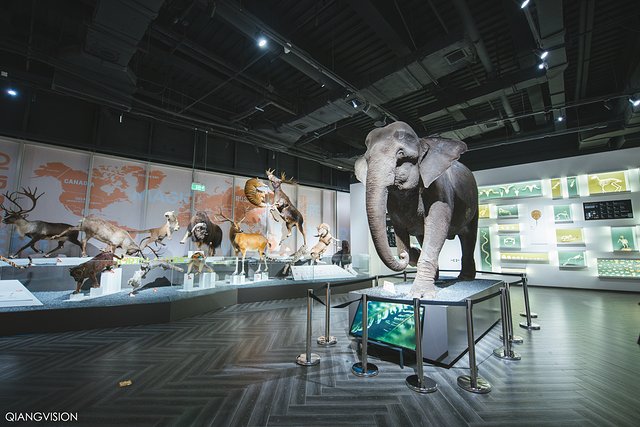 成都怎么玩一天一夜,如何在成都耍一天