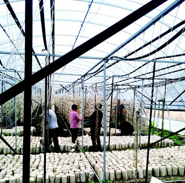 「吉农关注」生态美、生活富、风气新……乡村振兴看“金华”！