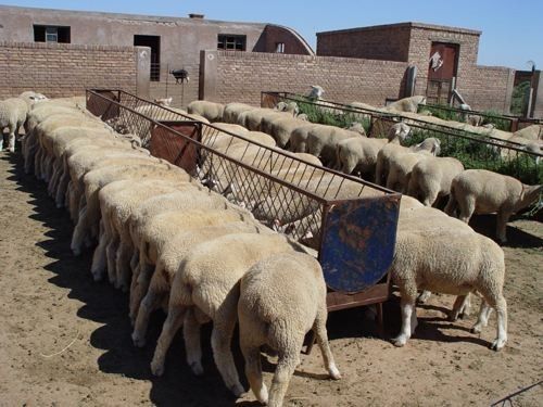 育肥羊正确养羊方法,养羊育肥怎么养