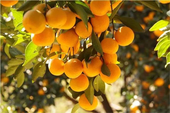 江苏省名特优农产品展会,上海名特优产品