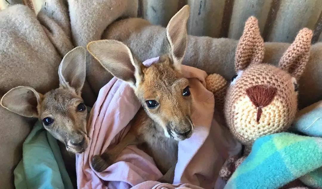 澳大利亚袋鼠手撕铁桶,袋鼠徒手捏爆铁桶