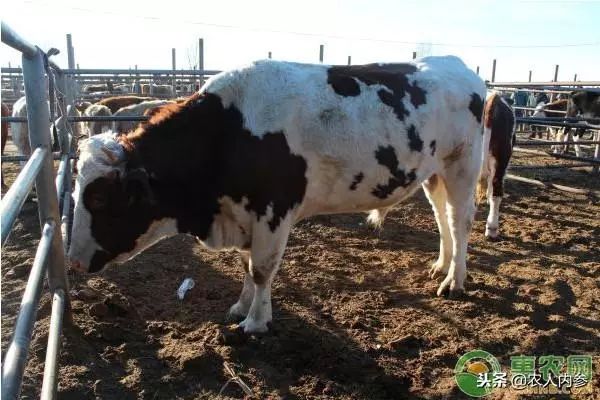 8月12日农产品批发价格,5月11日农产品批发价格