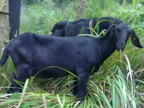 养殖黑山羊要种多少亩草,养殖50头黑山羊利润如何