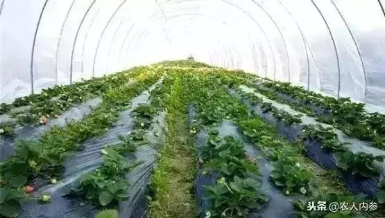 矿质元素肥料知识,大量元素肥料知识