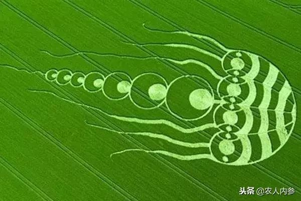 农业与艺术,农业可以很艺术