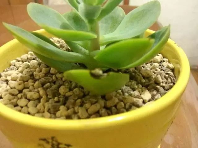 多肉叶片发霉是什么原因,多肉紫乐叶片发软是什么原因