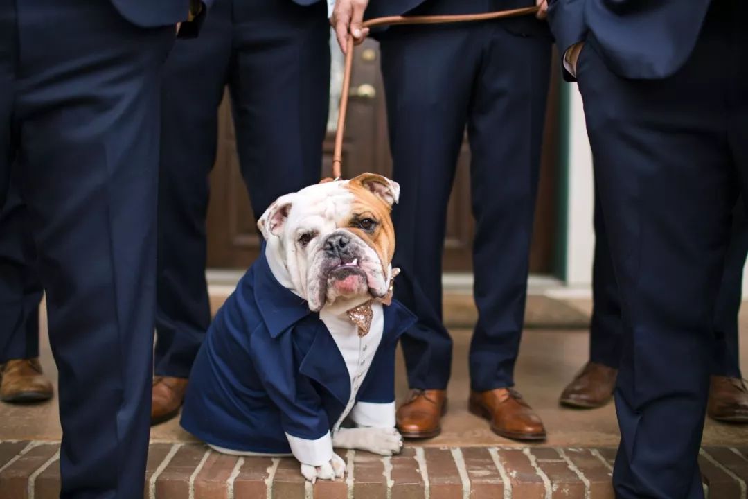 为什么新婚不能带狗,结婚要带狗吗