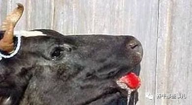 口蹄疫3天病死7头牛怎么治疗