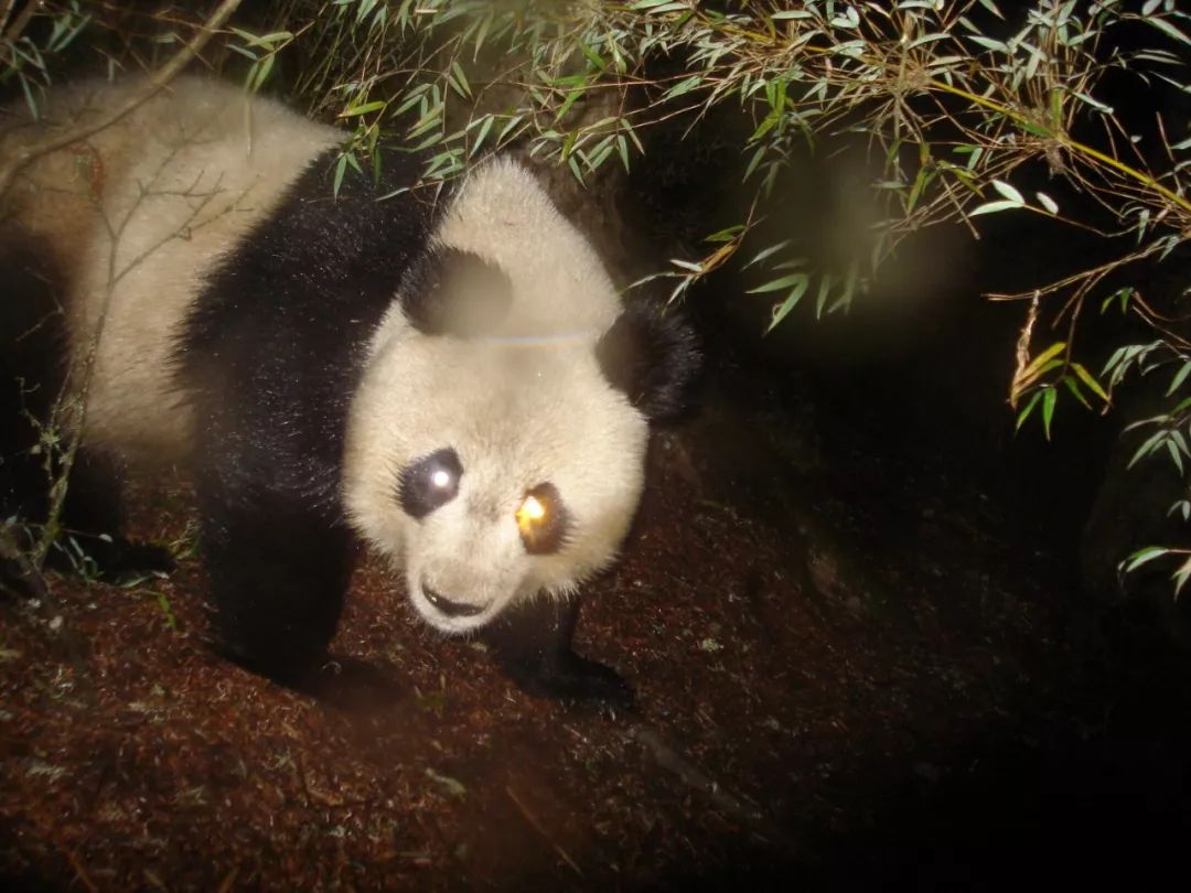 他做了15年自然测量员，只为得到更好的荒野