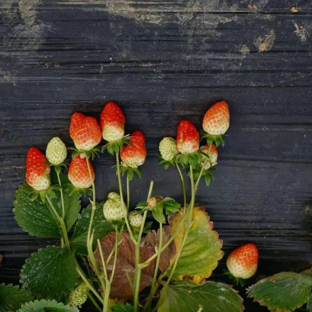 光影魔术手使用教程各工具的用途,光影魔术手怎么把模糊照片变清晰