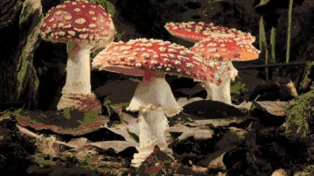 圣诞老人的恐怖故事,圣诞老人得艾滋病故事