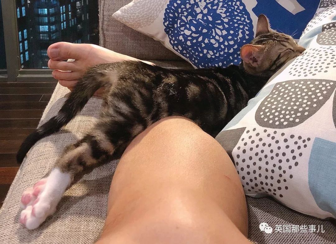 2018年在日推上“青史留名”的喵星人，引起舒适！