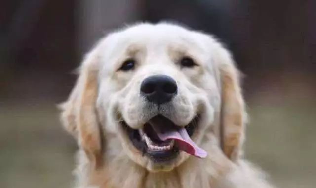 苏州养狗最新规定,苏州养狗新规范围