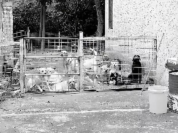 免费领养狗狗来这里申请就行丨广州市犬只留验所收留无主犬,关注“文明养犬你我他”公号可获取信息