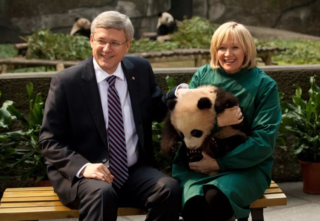 老外到底多喜欢熊猫,老外看中国大熊猫