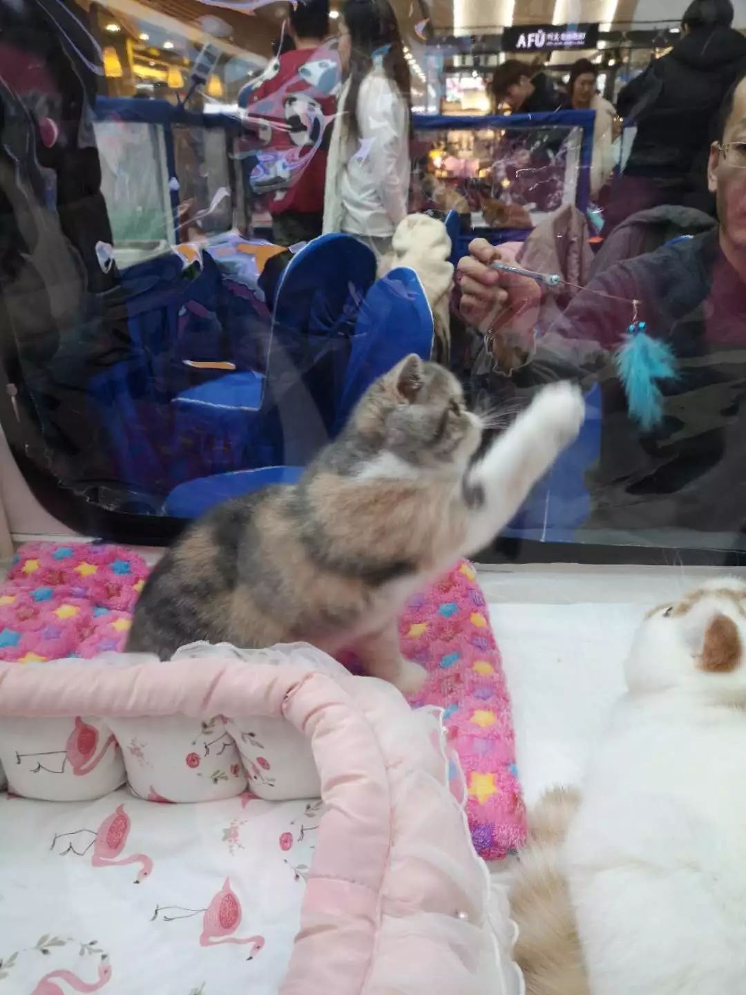 新闻综合广播｜「宠爱有家」之喵星驾到