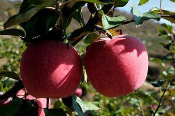 什么是延安精神举例说明,什么是延安精神视频