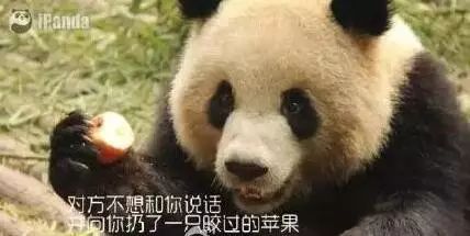 老外多爱猫咪,老外多爱中国