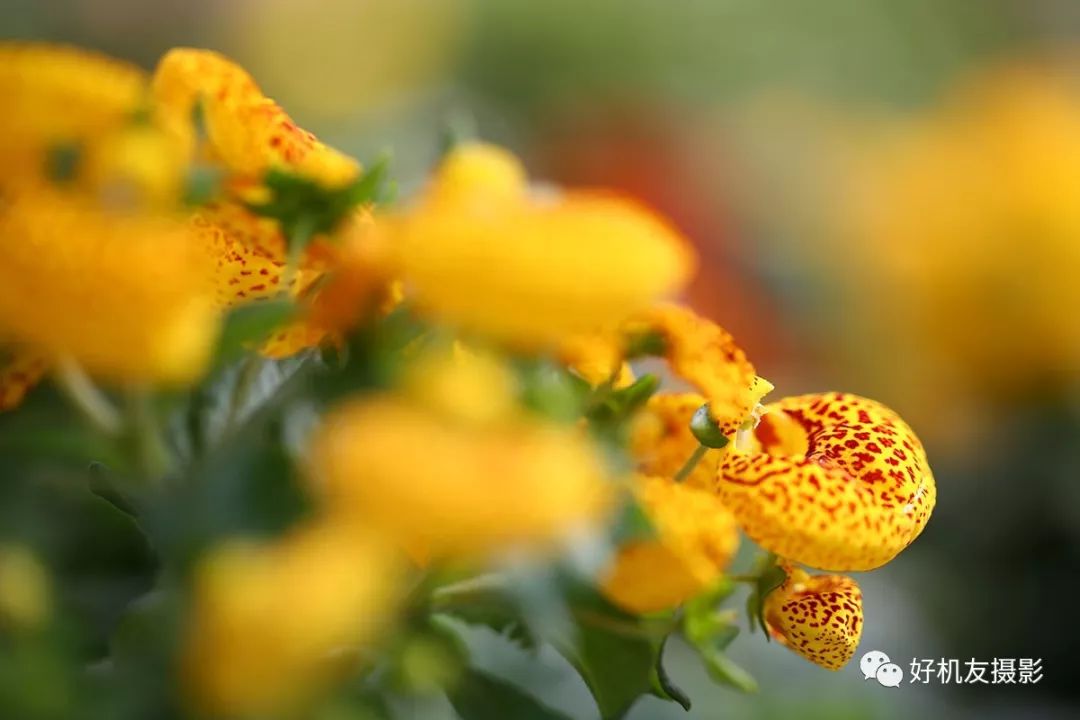 摄影后期怎么提高照片清晰度,不会正确对焦难怪你拍照不清晰